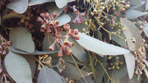 Eucalyptus - Cupped Seeded